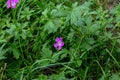 Geranium palustre or Marsh Cranesbill