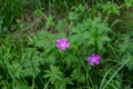 Geranium palustre or Marsh Cranesbill