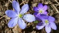 Geranium Palustre in Purple