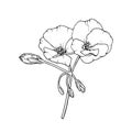 Geranium pelargonium flower. Floral sketch. Hand-drawn sketch