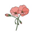 Geranium pelargonium flower. Floral sketch. Hand-drawn