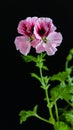 Geranium Pelargonium flower isolated on black background, close up Royalty Free Stock Photo