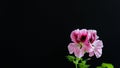 Geranium Pelargonium flower isolated on black background, close up Royalty Free Stock Photo