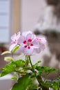 Geranium Pelargonium. Flowerbed. Garden plants. Royalty Free Stock Photo