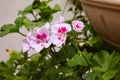 Geranium Pelargonium. Flowerbed. Garden plants. Royalty Free Stock Photo