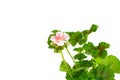 Geranium Pelargonium Flowers isolated on white. Royalty Free Stock Photo