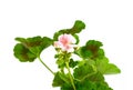 Geranium Pelargonium Flowers isolated on white. Royalty Free Stock Photo