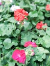 Geranium Pelargonium flowers Royalty Free Stock Photo