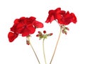 Geranium Pelargonium Flowers Royalty Free Stock Photo