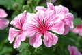 Geranium Pelargonium (Geranium scabiosum)