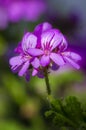 Geranium Pelargonium graveolens