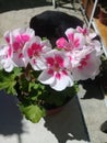 Geranium