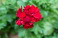 Geranium, Pelargonium Pelargonium zonale hybrid. Red flowering plant