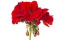 Geranium Pelargonium Royalty Free Stock Photo