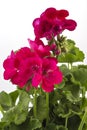 Geranium Pelargonium Royalty Free Stock Photo