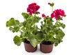 Geranium Pelargonium Royalty Free Stock Photo