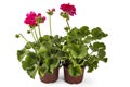 Geranium Pelargonium