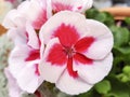 Geranium pelargonium x hortorum - close up