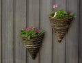 Geranium and Petunia in a basket on a wooden background of Geranium in a basket on a wooden background