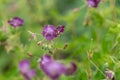 Geranium phaeum Royalty Free Stock Photo