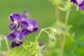 Geranium phaeum Royalty Free Stock Photo