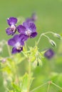 Geranium phaeum Royalty Free Stock Photo