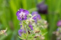 Geranium phaeum Royalty Free Stock Photo