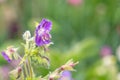 Geranium phaeum Royalty Free Stock Photo