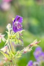 Geranium phaeum Royalty Free Stock Photo