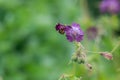 Geranium phaeum Royalty Free Stock Photo