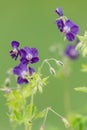 Geranium phaeum Royalty Free Stock Photo