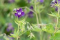 Geranium phaeum Royalty Free Stock Photo