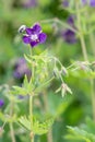 Geranium phaeum Royalty Free Stock Photo