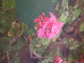 Geranium pink flower scient. class. Geraniales Royalty Free Stock Photo