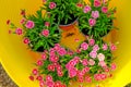 Geranium pink flowers in a yellow silicone basket .Growing geraniums in the garden. Floriculture and gardening.garden