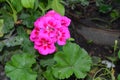 Pelargonium. Flowerbed. Garden plants. House plants Royalty Free Stock Photo