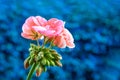 Geranium pink - Pelargonien - with raindrops - blue background Royalty Free Stock Photo