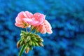 Geranium pink - Pelargonien - with raindrops - blue background Royalty Free Stock Photo