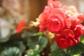 Geranium plant with beautiful red flowers on blurred background, closeup. Space for text Royalty Free Stock Photo