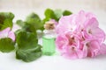 Geranium Plant Extract