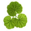 geranium plant (Geraniales) leaf over white Royalty Free Stock Photo