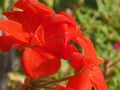 geranium plant (Geraniales) red flower Royalty Free Stock Photo