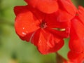geranium plant (Geraniales) red flower Royalty Free Stock Photo