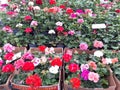 Geranium plant for sale with price tag.