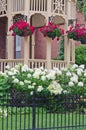 Geranium plants hanging from Gazebo Porch with Hydrangea Bushes Royalty Free Stock Photo