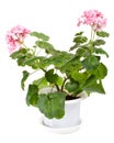 Geranium in pot