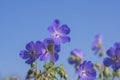 Geranium pratense blue purple meadow flowering plant, group of wild petal flowers in bloom Royalty Free Stock Photo