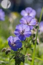 Geranium pratense blue purple meadow flowering plant, group of wild petal flowers in bloom Royalty Free Stock Photo