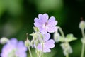 Blue flowers and hairy buds of meadow cranesbill Royalty Free Stock Photo