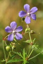 Geranium pratense